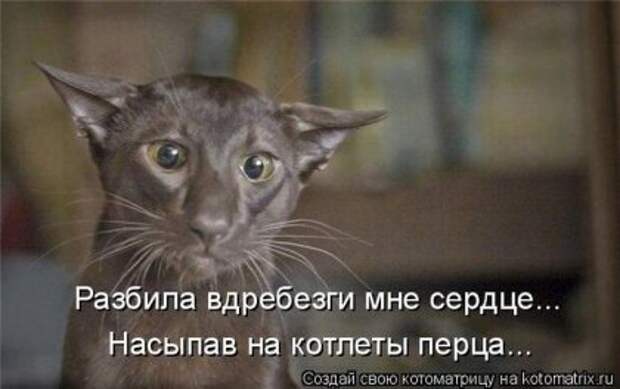 Лучшие котоматрицы недели (16 фото)