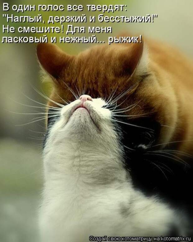 Лучшие котоматрицы недели (50 фото)