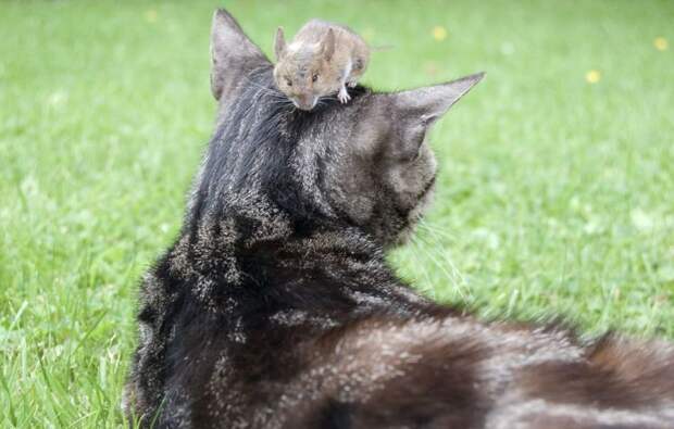 Кошки мышки " Кошки Мыши Звери Дружба Животные