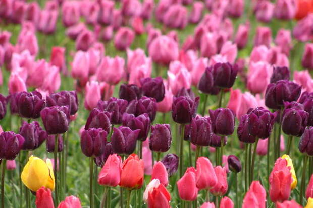 Цветут Простые Поздние тюльпаны