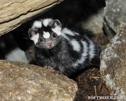western-spotted-skunk_0006