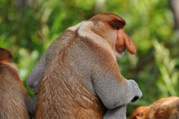 Животные с несоразмерными частями тела (10 фото + текст) Животные с несоразмерными частями тела (10 фото + текст)