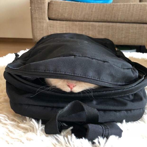 kartinok-veselyh-interesnyh-kartinki-smeshnye-kartinki-fotoprikoly kartinok-veselyh-interesnyh-kartinki-smeshnye-kartinki-fotoprikoly