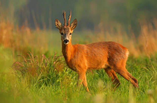 Косули всё чаще возвращаются в Старый Оргеев