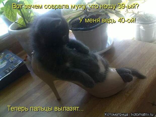 Лучшие котоматрицы недели