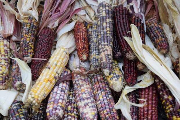 Початки кукурузы сорта Хопи