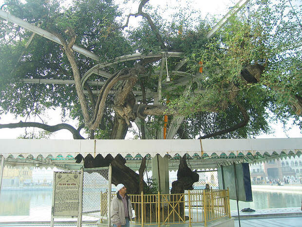 File:The sacred tree near Golden Temple.jpg