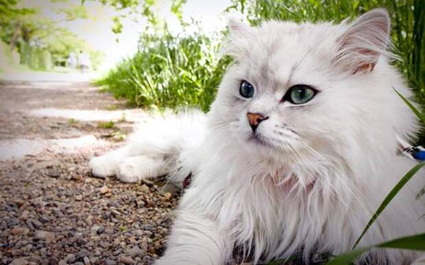 Персидская шиншилла, персидская кошка, фото породы кошек фотография