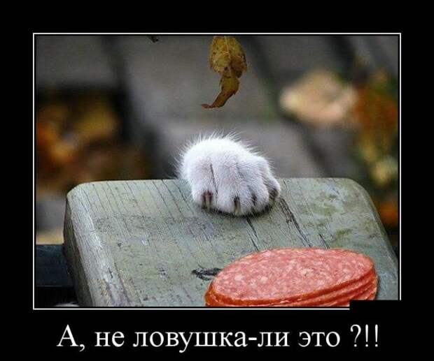 Демотиваторы №1102 (30 фото)