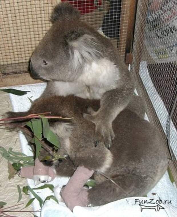 Спасение коалы