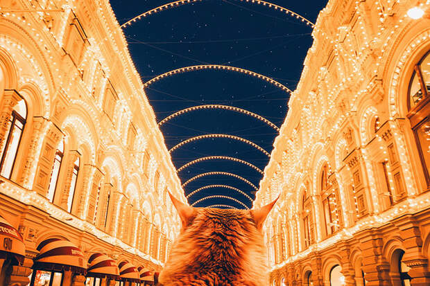 ginger-cat-photography-kotleta-cutlet-kristina-makeeva-hobopeeba-49