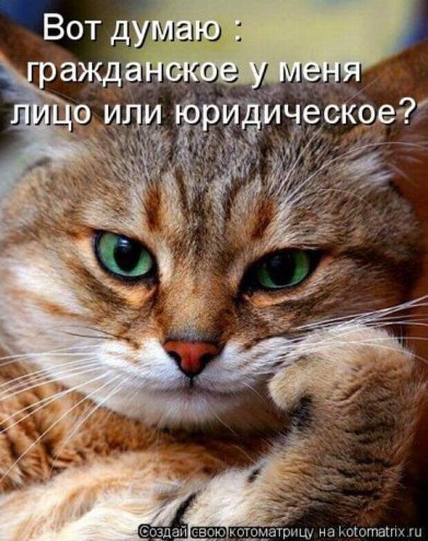 Котоматрица новые за неделю.