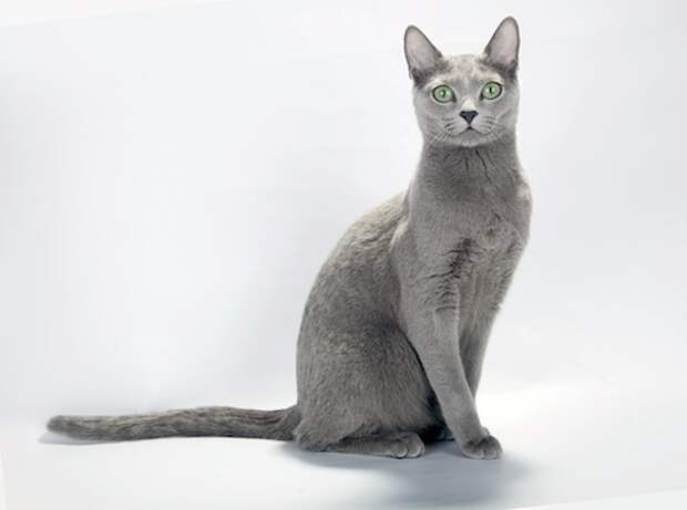 Густая короткая шерсть. Кошка гладкошерстная серебристая. Коты с короткой шерстью. Котя с короткой шерстью. Порода кошек русская серебристая.