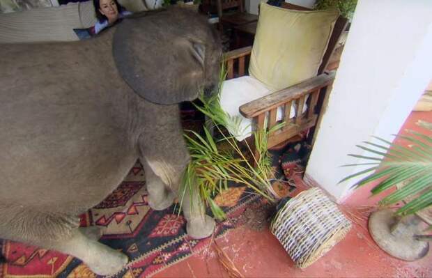 Домашний слон, слон живёт в доме, слон Мойо