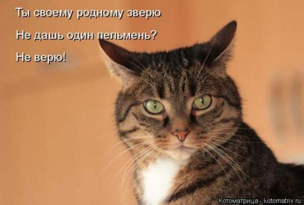 Котоматрицы (картинки с надписями)