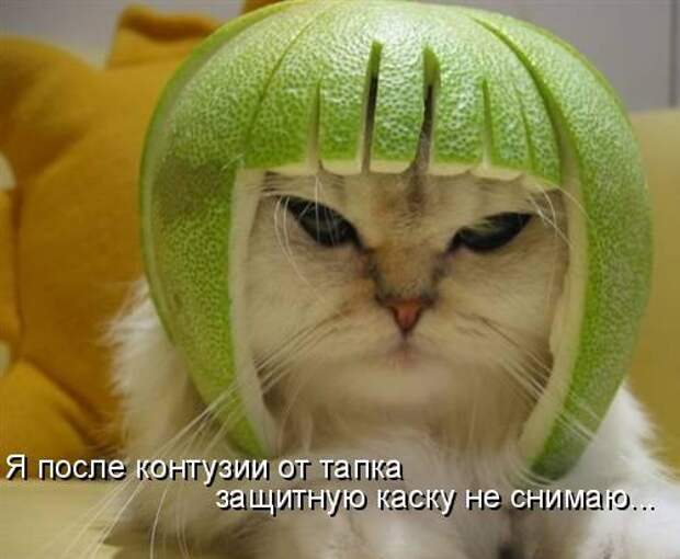 Котоматрица 9