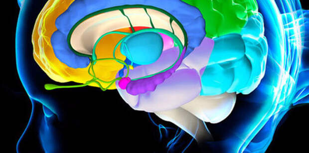 Brain 5