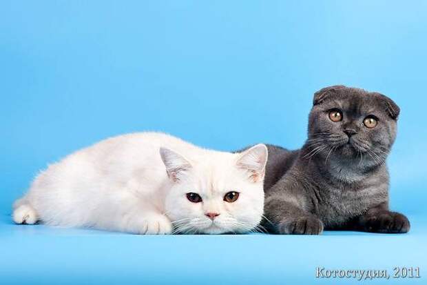 Самые красивые породы короткошерстных кошек Британская короткошерстная и шотландская вислоухая кошки, фото породы кошек фотография