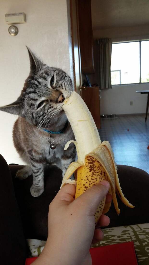 кошка ест банан
