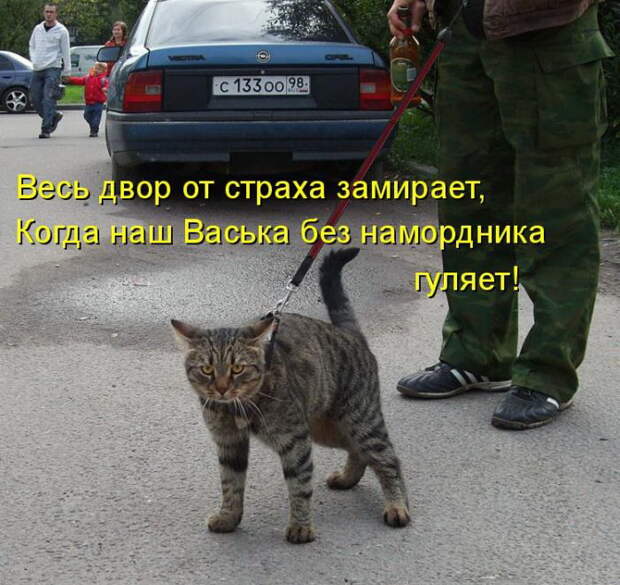 Лучшие котоматрицы недели (50 фото) Лучшие котоматрицы недели (50 фото)