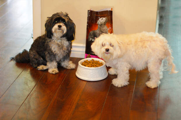 Chloe and Stella eating Purina Pro Plan Savor food