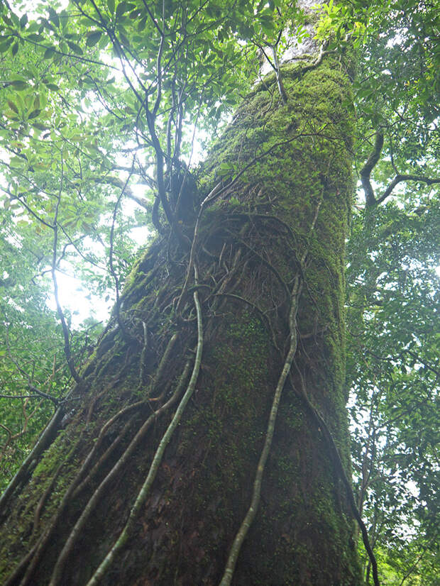 Япония, Якусима, остров, якушима, yakushima, лес, yakusugi land, кедр, мох, корни, лиана, поход, зеленый, дерево