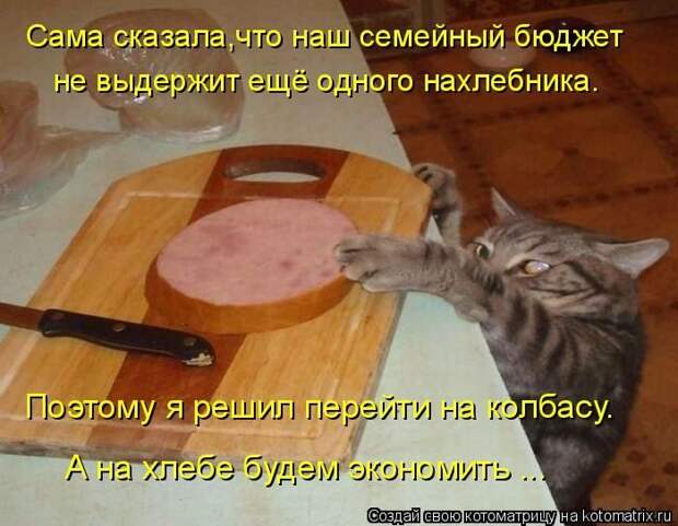 Лучшие котоматрицы прошедшей недели