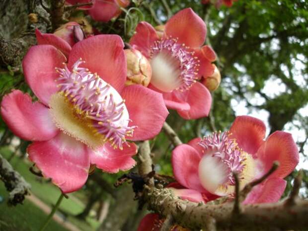 Курупита гвианская или «дерево пушечных ядер» (лат. Couroupita guianensis) (англ. Cannonball Tree)