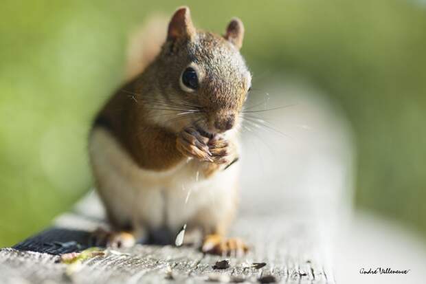Фотография забавная жизнь белок Andre Villeneuve Фотография забавная жизнь белок Andre Villeneuve