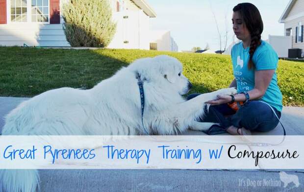 During our therapy dog training we've been using VetriScience Composure to help my Great Pyrenees focus.
