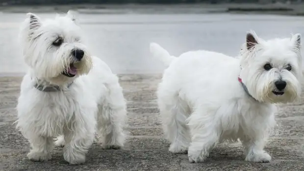Не только колли: шотландские породы собак