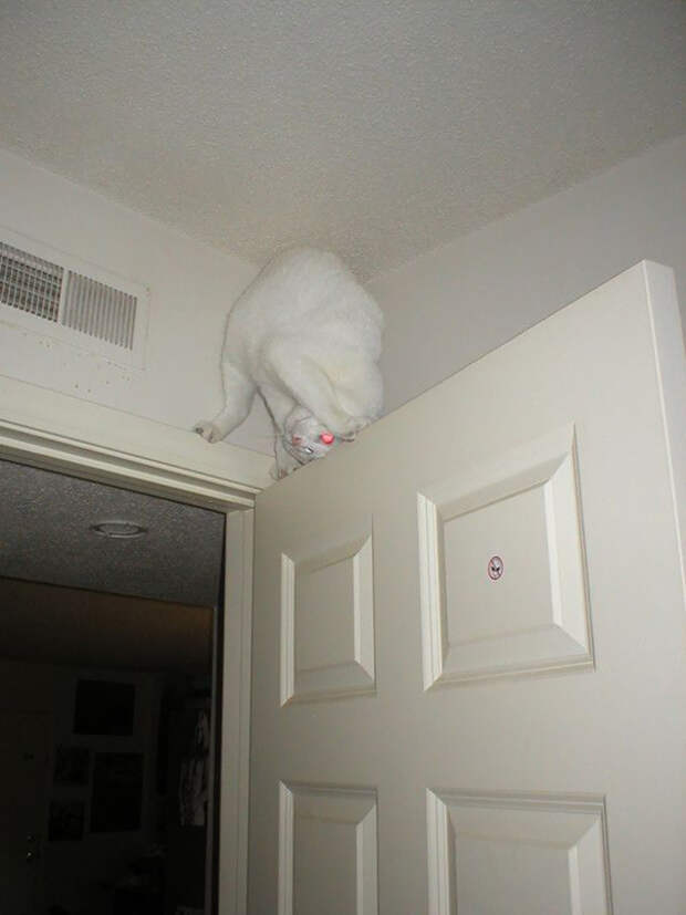 ниндзя кот