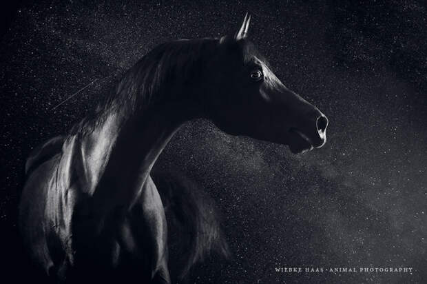 Арабская ночь животные, искусство, лошади, фотография