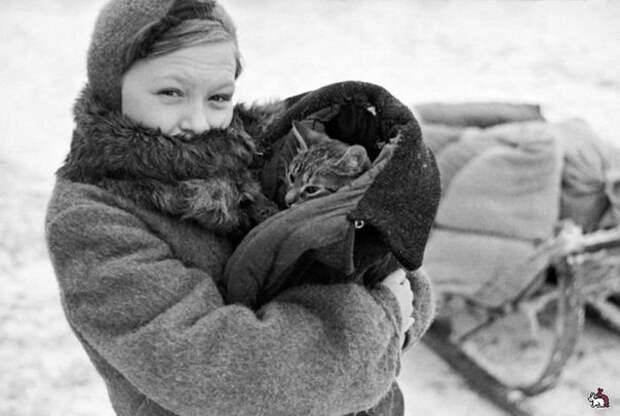 История про кота во время блокады Ленинграда