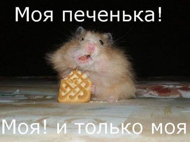 Разнообразные фото приколы с животными: смотреть обязательно!