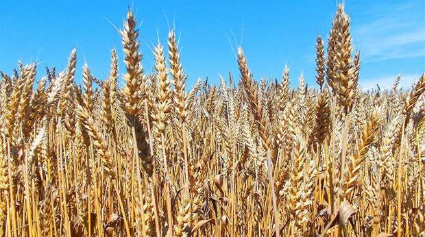 Аграрии заходят в убытки