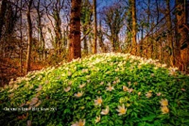 ФОТОГРАФ MIKE SHAW 25