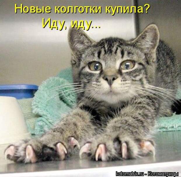 Лучшие котоматрицы недели (50 фото)