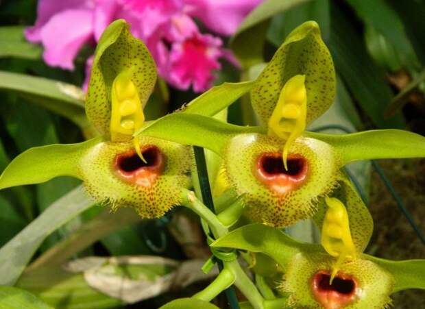 Катасетум (Catasetum)