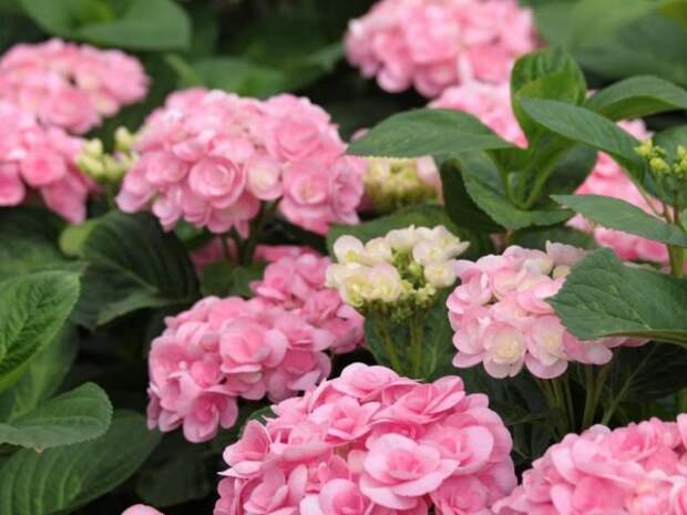 Гортензия крупнолистная «Папиллон» (Hydrangea macrophylla ‘Papillon’). © hydraprim  📷 