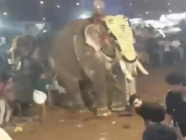 Бешеный слон затоптал свыше 20 человек в Индии