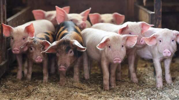 Мясная держава: Россия серьезно нарастила экспорт свинины