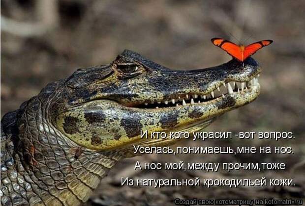 Котоматрица - И кто кого украсил -вот вопрос. Уселась,понимаешь,мне на нос. А нос мо