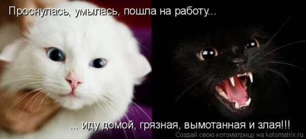 Котоматрица