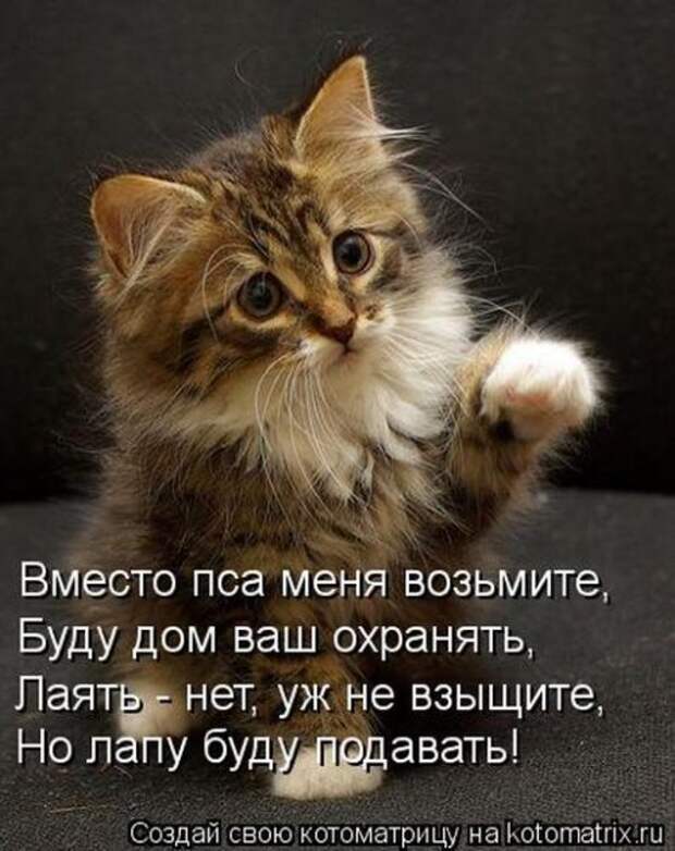 Отличная коллекция котоматриц (25 шт)