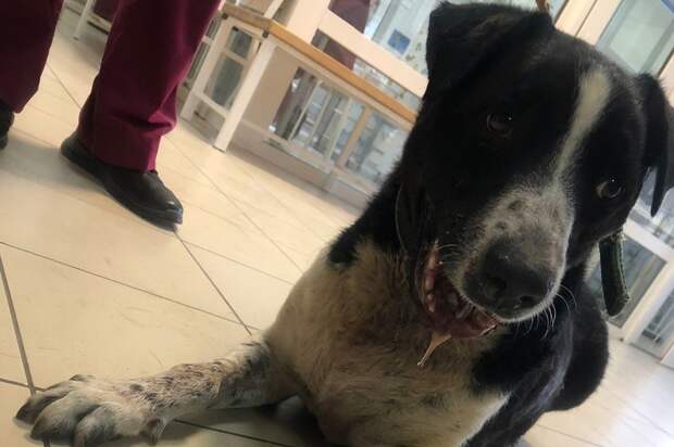 Жители Таганрога за день собрали 45 тысяч рублей на операцию бездомной собаке