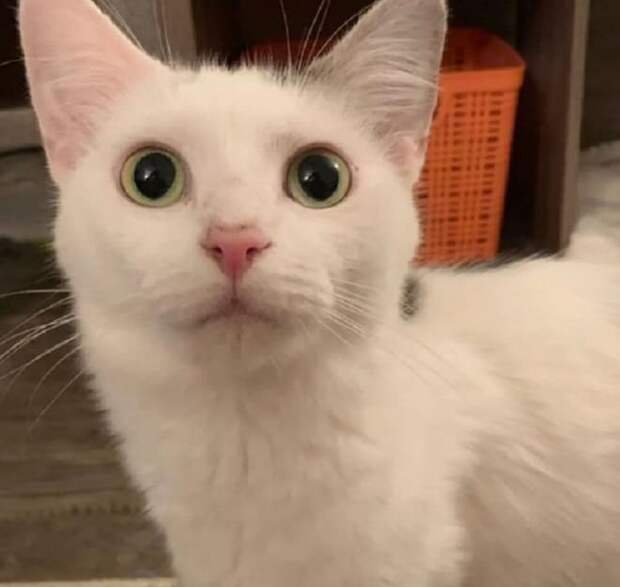 Белая кошка