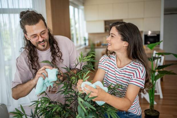 Тля на комнатных растениях: что это такое, как выглядит и как с ней бороться