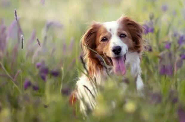 Кинолог Голубев назвал главную угрозу для собак весной