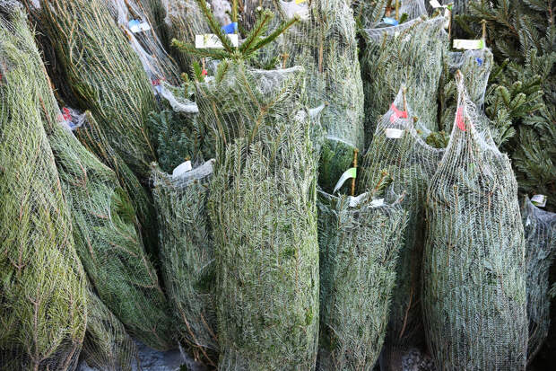 Энтомолог Марьинский: представляющие опасность иксодовые клещи зимуют в земле